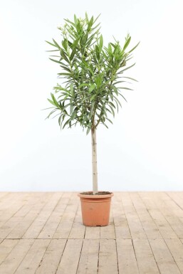 Nérion laurier-rose Nerium oleander Sur tige 100-120 Pot Laurier Rose / Nerium Oleander Sur tige/stipe/tronc 100-120 cm