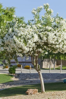 Nérion laurier-rose Nerium oleander Sur tige 100-120 Pot