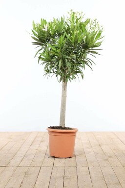 Aucune image disponible