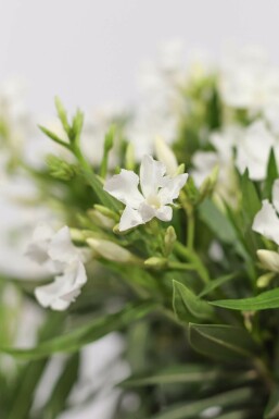 Laurier Rose / Nerium Oleander Sur tige/stipe/tronc 120-130 cm