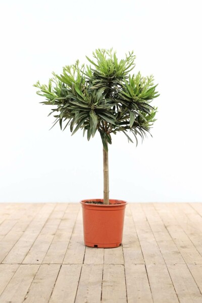 Nérion laurier-rose Nerium oleander Sur tige 60-70 Pot Laurier Rose / Nerium Oleander Sur tige/stipe/tronc 60-70 cm