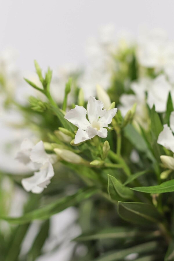 Nérion laurier-rose Nerium oleander Sur tige 60-70 Pot Laurier Rose / Nerium Oleander Sur tige/stipe/tronc 60-70 cm