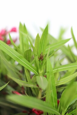 Nérion laurier-rose Nerium oleander Arbuste 100-120 Pot