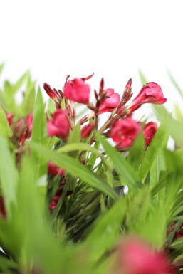 Nérion laurier-rose Nerium oleander Arbuste 70-80 Pot Laurier Rose / Nerium Oleander Arbuste 70-80 cm