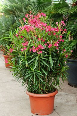 Nérion laurier-rose Nerium oleander Arbuste 70-80 Pot Laurier Rose / Nerium Oleander Arbuste 70-80 cm