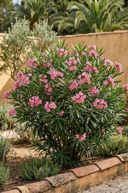 Laurier Rose / Nerium Oleander Arbuste 70-80 cm