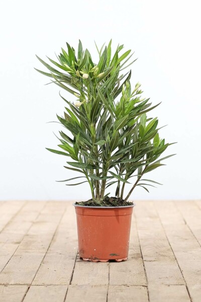 Nérion laurier-rose Nerium oleander Arbuste 50-60 Pot Laurier Rose / Nerium Oleander Arbuste 50-60 cm