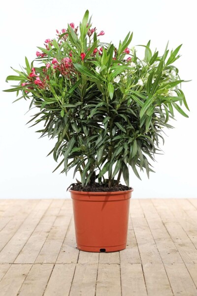 Nérion laurier-rose Nerium oleander Arbuste 80-100 Pot Laurier Rose / Nerium Oleander Arbuste 80-100 cm