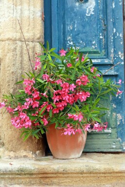 Laurier Rose / Nerium Oleander Arbuste 100-120 cm