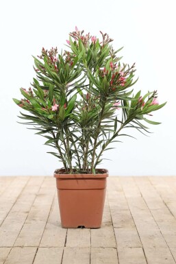 Nérion laurier-rose Nerium oleander Arbuste 70-80 Pot