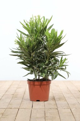 Laurier Rose / Nerium Oleander Arbuste 50-60 cm