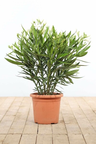Nérion laurier-rose Nerium oleander Arbuste 70-80 Pot Laurier Rose / Nerium Oleander Arbuste 70-80 cm