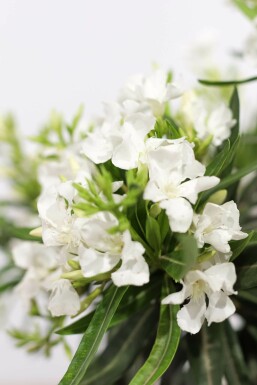 Laurier Rose / Nerium Oleander Arbuste 70-80 cm