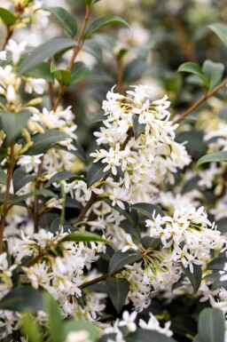 Osmanthe / Osmanthus Burkwoodii 60-80 cm - Motte
