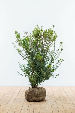 Osmanthe / Osmanthus Burkwoodii 80-100 cm