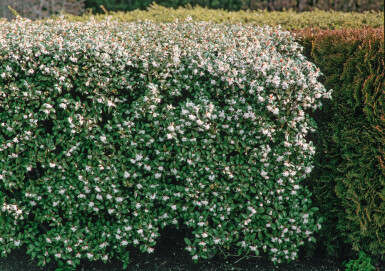 Osmanthe / Osmanthus Burkwoodii 80-100 cm