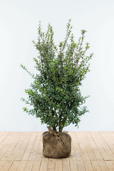 Osmanthe / Osmanthus Burkwoodii 100-125 cm