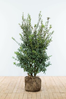 Osmanthe / Osmanthus Burkwoodii 100-125 cm