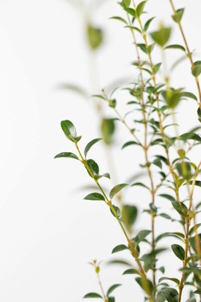 Osmanthe / Osmanthus Burkwoodii 125-150 cm