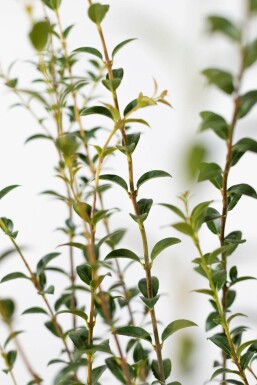 Osmanthe / Osmanthus Burkwoodii 125-150 cm