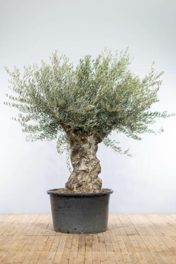 L'Olivier / Olea Europaea bonsai 200-225 cm