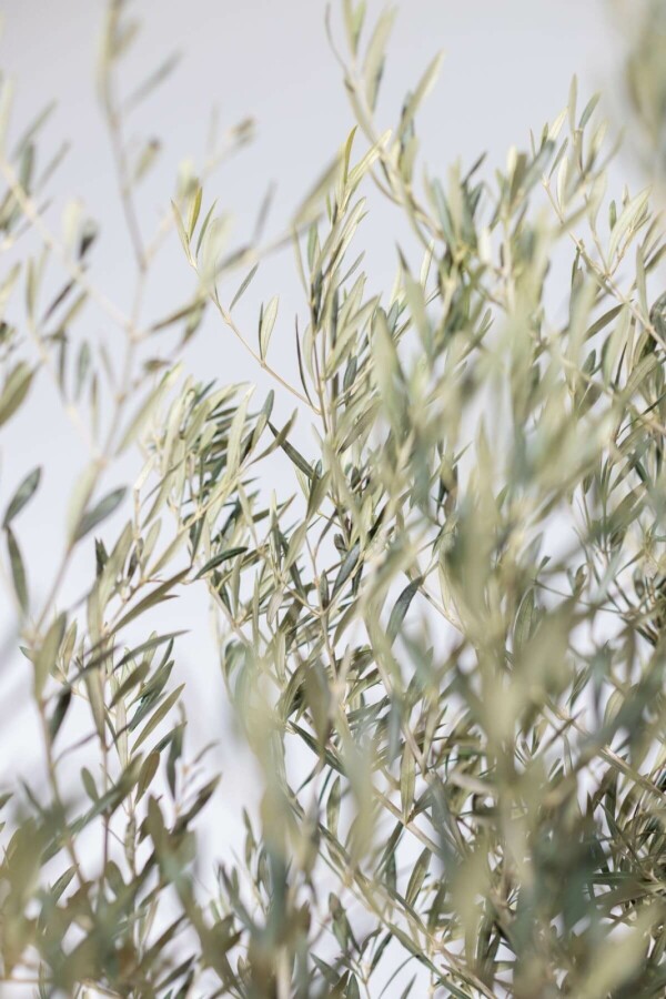 Olivier d'Europe Olea europaea Bonsaï 100-120 200-225 Pot L'Olivier / Olea Europaea bonsai 200-225 cm