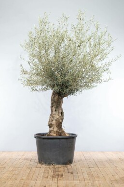 L'Olivier / Olea Europaea bonsai 175-200 cm