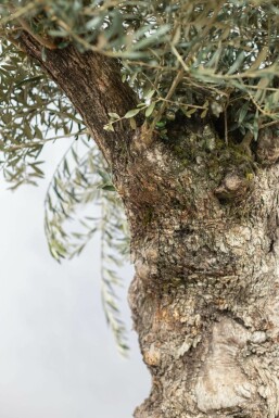 L'Olivier / Olea Europaea bonsai 175-200 cm