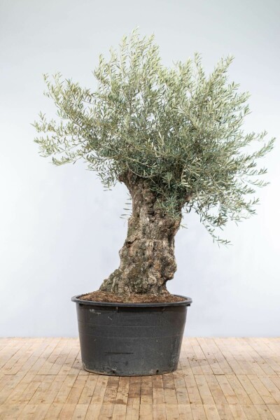 Olivier d'Europe Olea europaea Bonsaï 80-100 200-225 Pot L'Olivier / Olea Europaea bonsai 200-225 cm