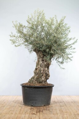 L'Olivier / Olea Europaea bonsai 200-225 cm