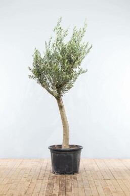 L'Olivier / Olea Europaea Noueux et ramifié 175-200 cm