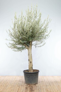 Olivier d'Europe Olea europaea Noueux et ramifié 40-50 200-225 Pot L'Olivier / Olea Europaea Noueux et ramifié 200-225 cm