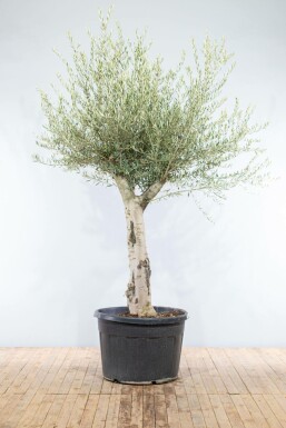 L'Olivier / Olea Europaea Noueux et ramifié 200-225 cm