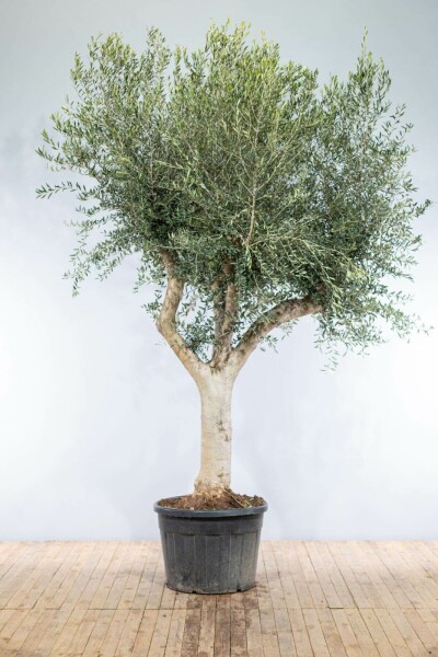 L'Olivier / Olea Europaea Noueux et ramifié 200-225 cm