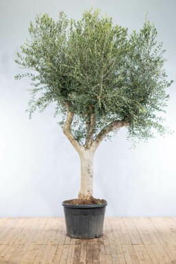 L'Olivier / Olea Europaea Noueux et ramifié 200-225 cm