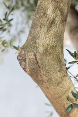 L'Olivier / Olea Europaea Noueux et ramifié 200-225 cm