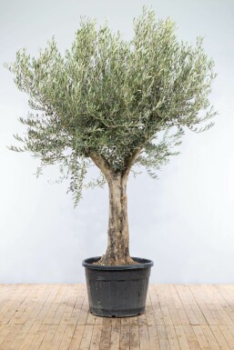 L'Olivier / Olea Europaea Noueux et ramifié Old Skin 175-200 cm