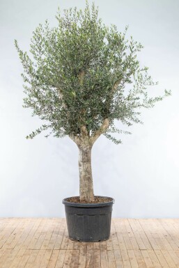 L'Olivier / Olea Europaea Noueux et ramifié Old Skin 200-225 cm