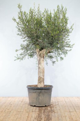 L'Olivier / Olea Europaea Noueux et ramifié Old Skin 200-225 cm