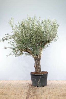 L'Olivier / Olea Europaea Noueux et ramifié Old Skin 200-225 cm