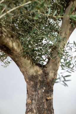 L'Olivier / Olea Europaea Noueux et ramifié Old Skin 200-225 cm