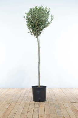 Olivier d'Europe Olea europaea Mini-tige 120-140 Pot L'Olivier / Olea Europaea Mini-tige/stipe/tronc 120-140 cm