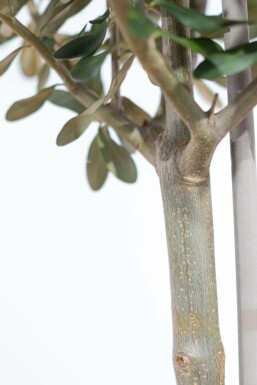 L'Olivier / Olea Europaea Mini-tige/stipe/tronc 120-140 cm
