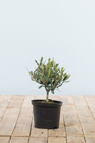 L'Olivier / Olea Europaea Mini-tige/stipe/tronc 20-30 cm