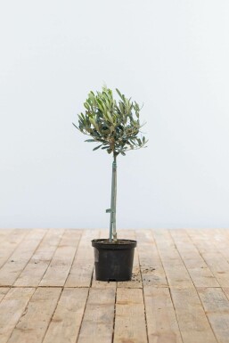 L'Olivier / Olea Europaea Mini-tige/stipe/tronc 40-60 cm