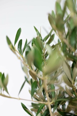 L'Olivier / Olea Europaea Mini-tige/stipe/tronc 40-60 cm