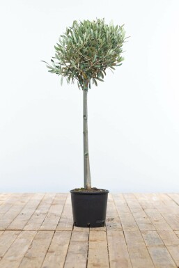 L'Olivier / Olea Europaea Mini-tige/stipe/tronc 80-100 cm