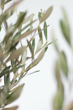 Olivier d'Europe Olea europaea Mini-tige 80-100 Pot L'Olivier / Olea Europaea Mini-tige/stipe/tronc 80-100 cm