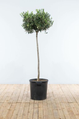 Olivier d'Europe Olea europaea Sur tige 10-15 150-175 Pot L'Olivier / Olea Europaea Sur tige/stipe/tronc 150-175 cm