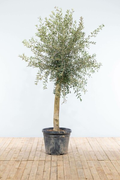 L'Olivier / Olea Europaea Sur tige/stipe/tronc 150-175 cm